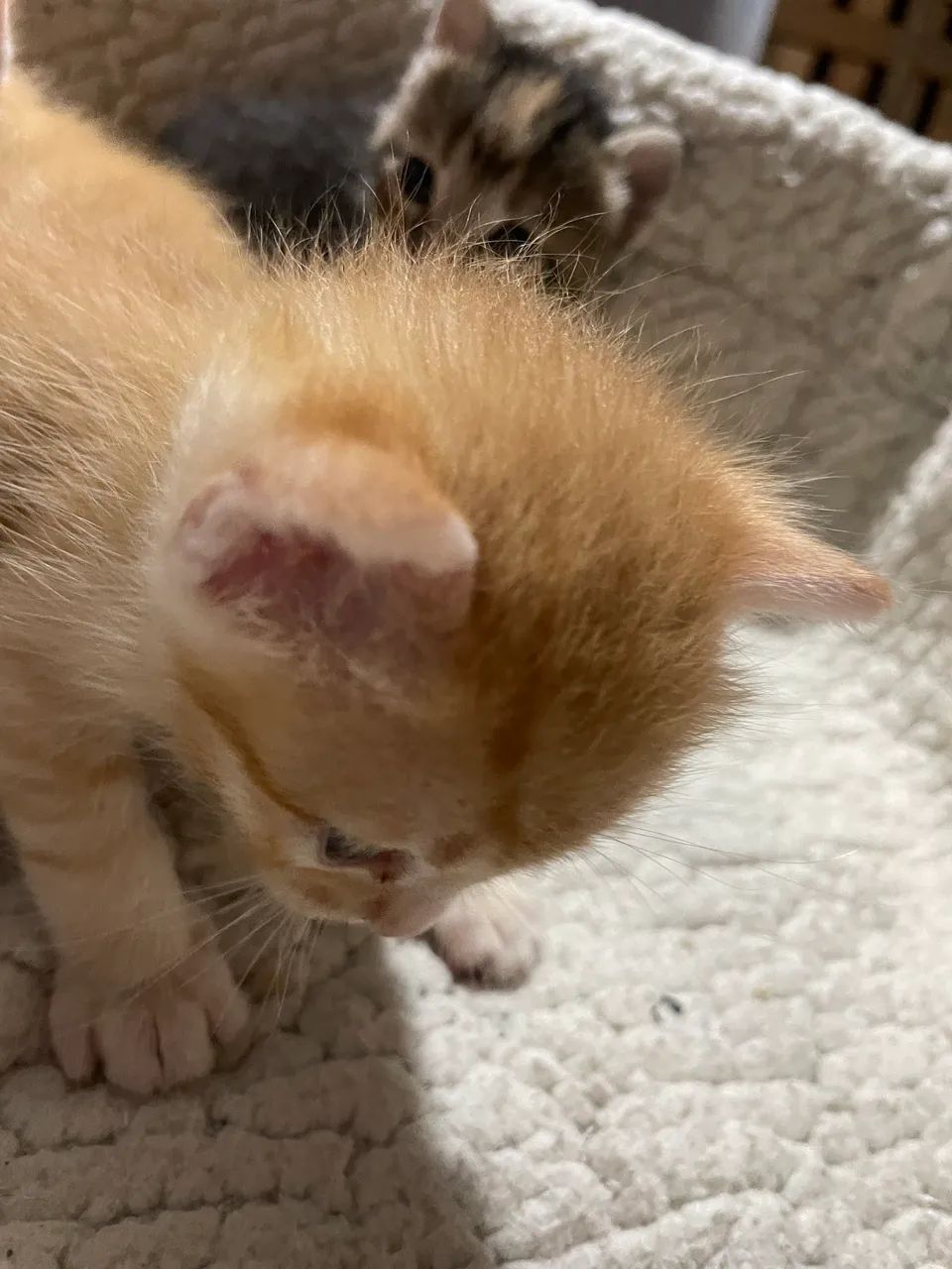 GATOS, ANGORÁS PRA VENDA 2 MACHOS E 1 FÊMEA SOU DE FERRAZ ZL - Foto 4