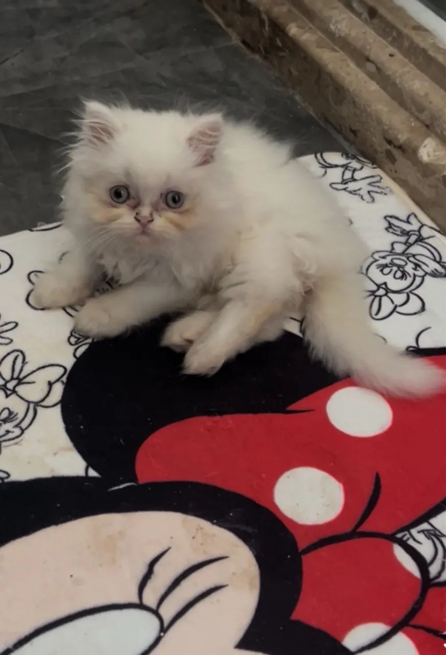 Gatinhos persa - Foto 4