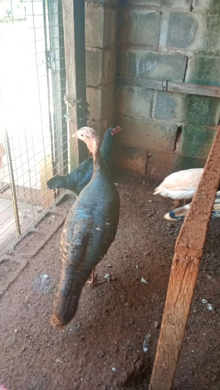 Perúa  - Foto 2
