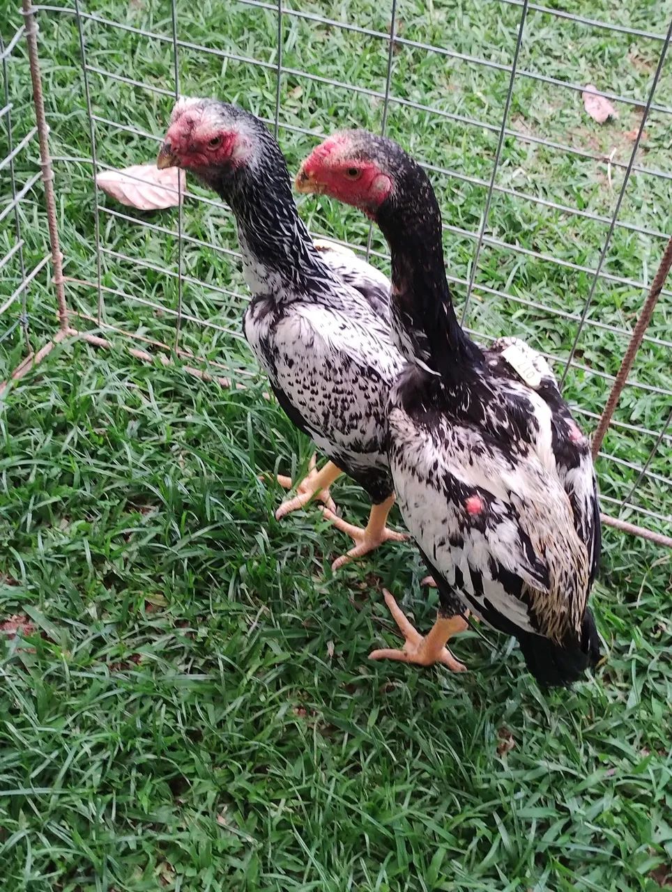 Frango índio bico curto  - Foto 2