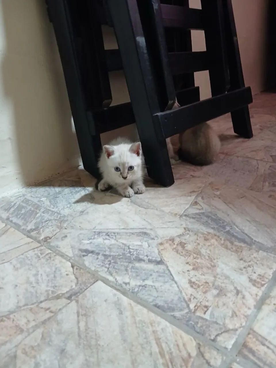 Gato e gata  - Foto 2