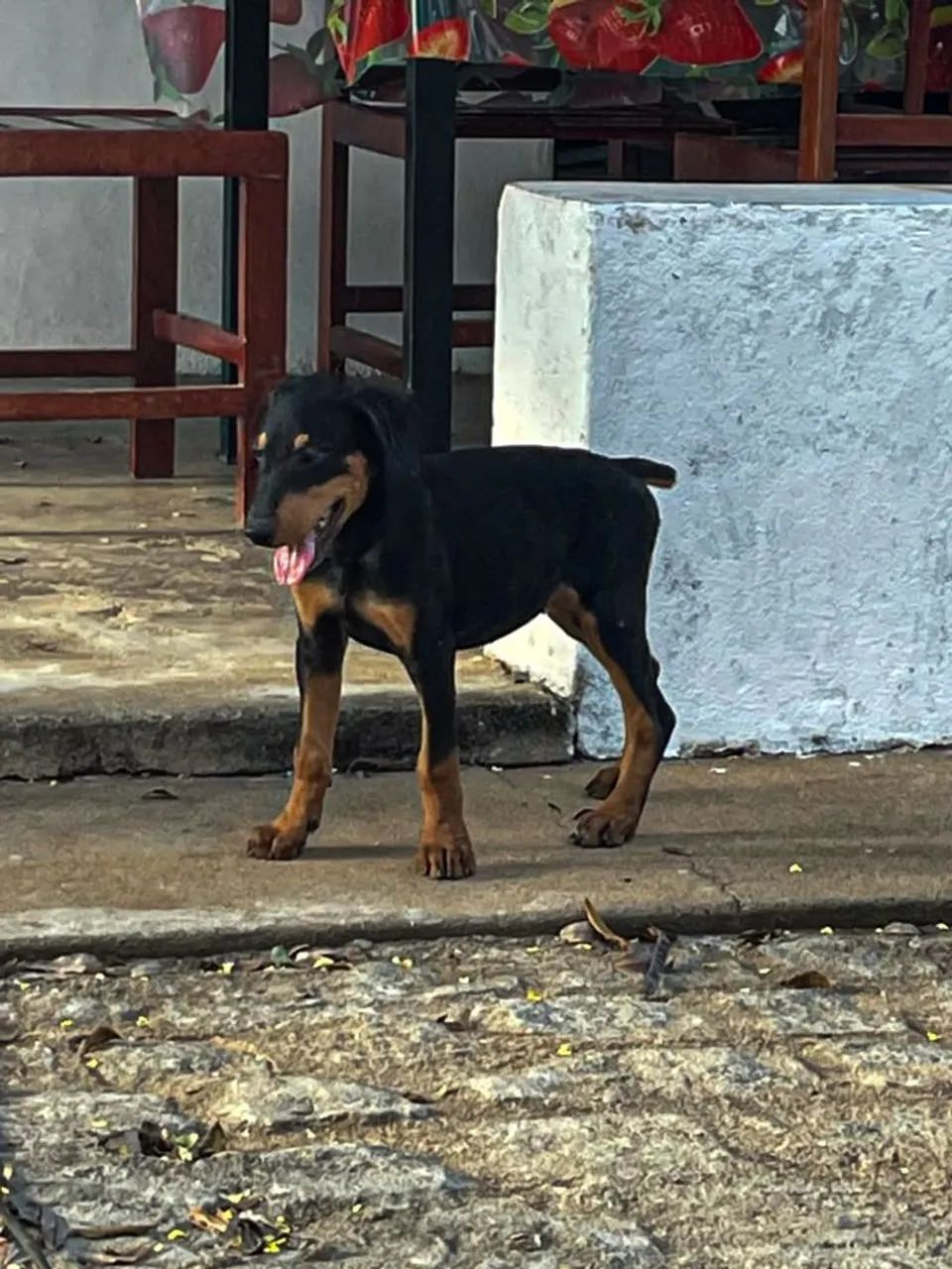 Filhotes de Doberman  - Foto 2