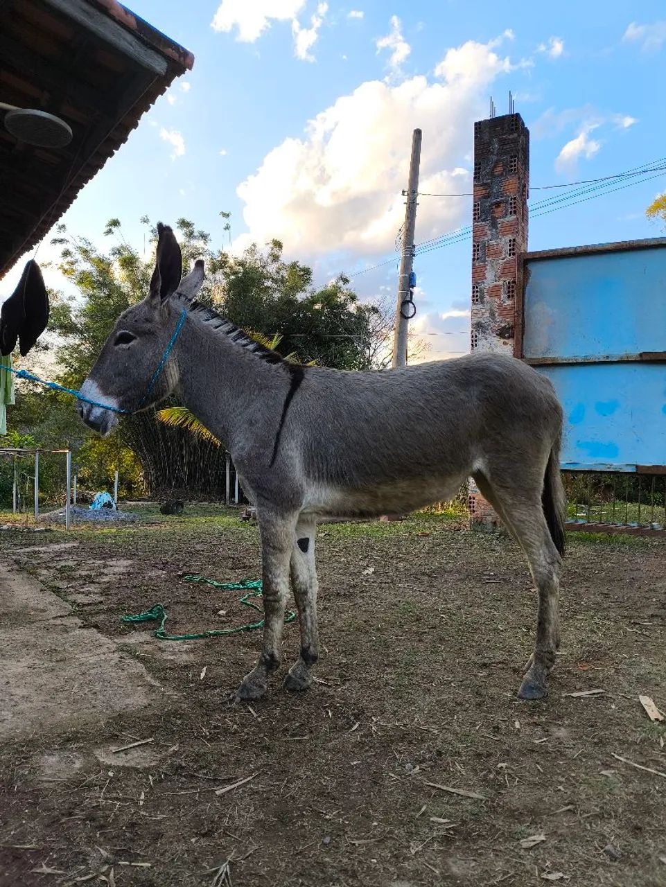 Jumenta pêga  - Foto 2