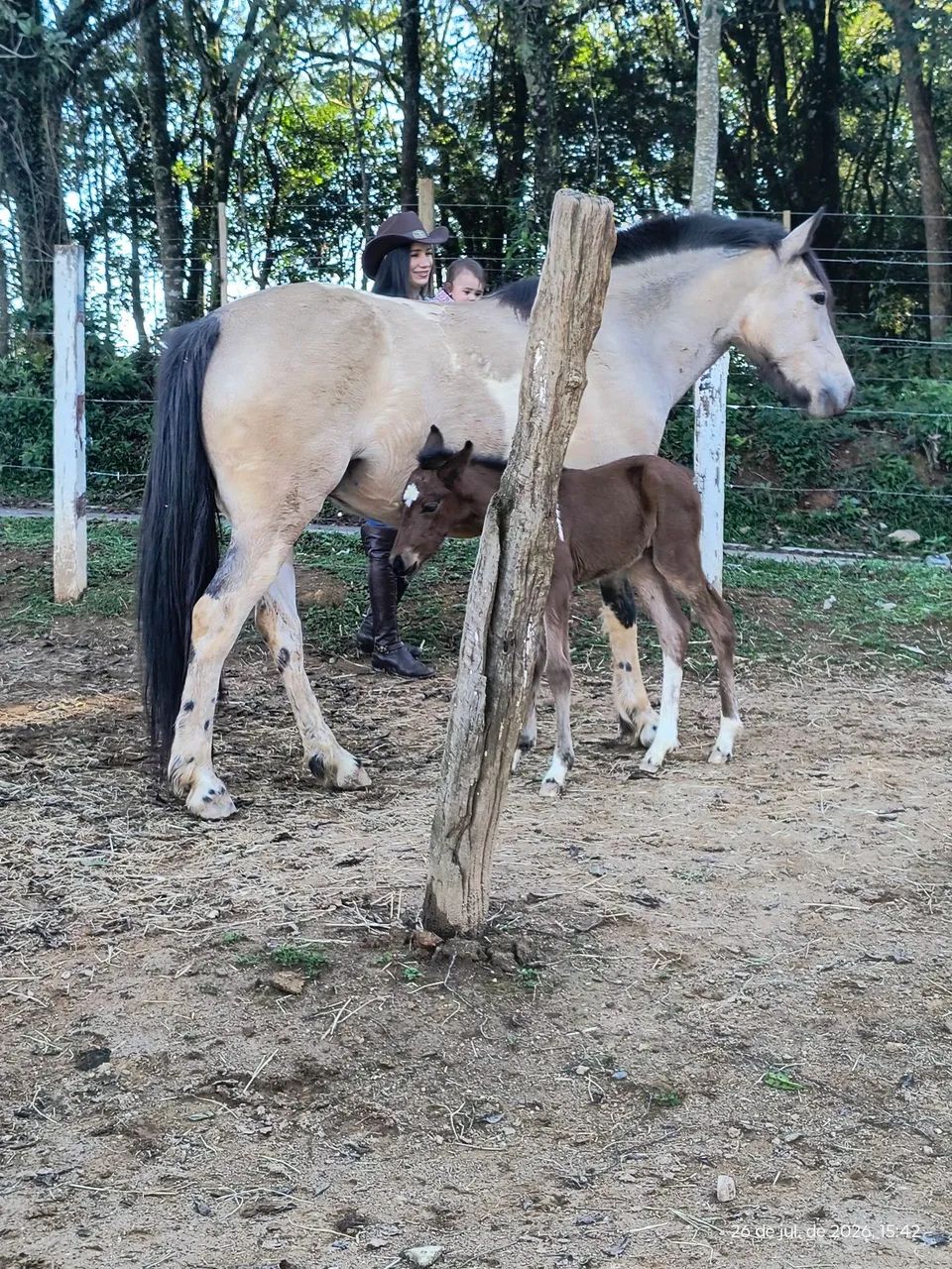 Égua com filhote  - Foto 3