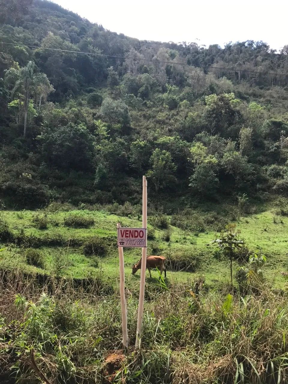 Terreno em Angelina