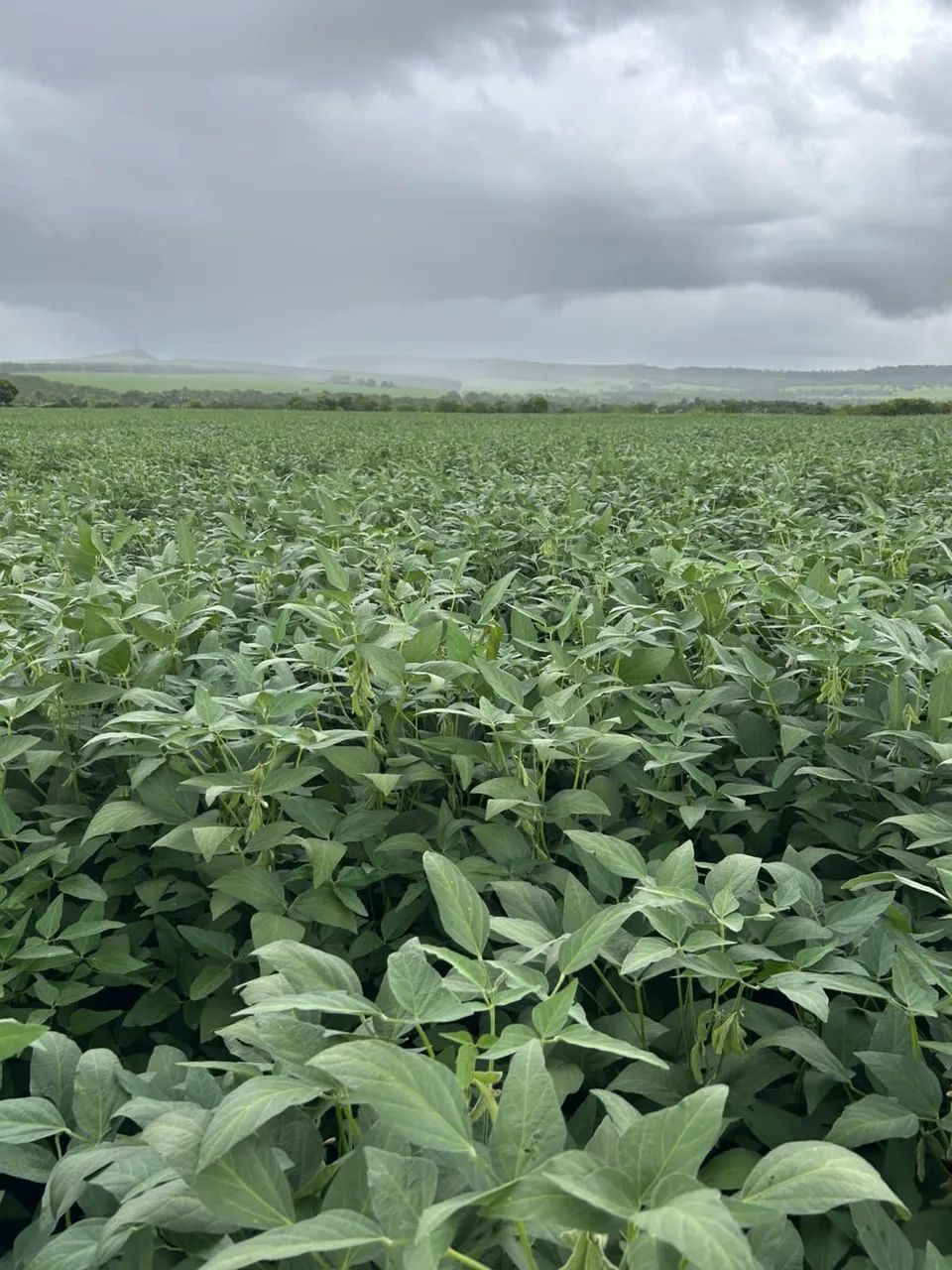 Fazenda a venda em Prata Mg  - Foto 4