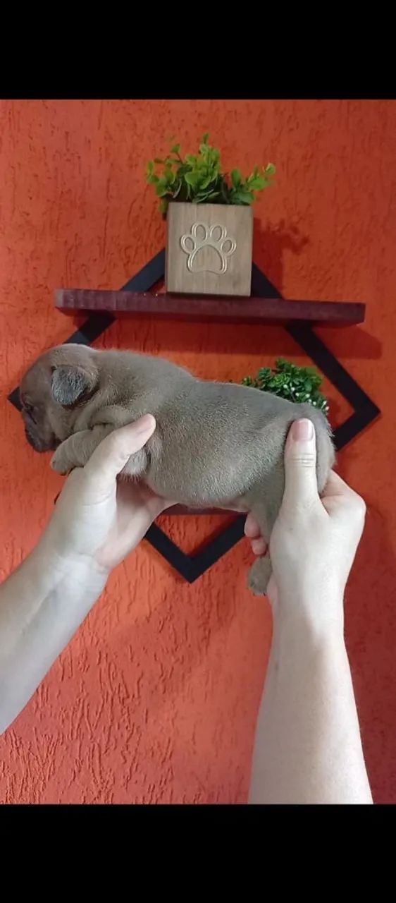 Lindo Bulldog Francês  - Foto 2