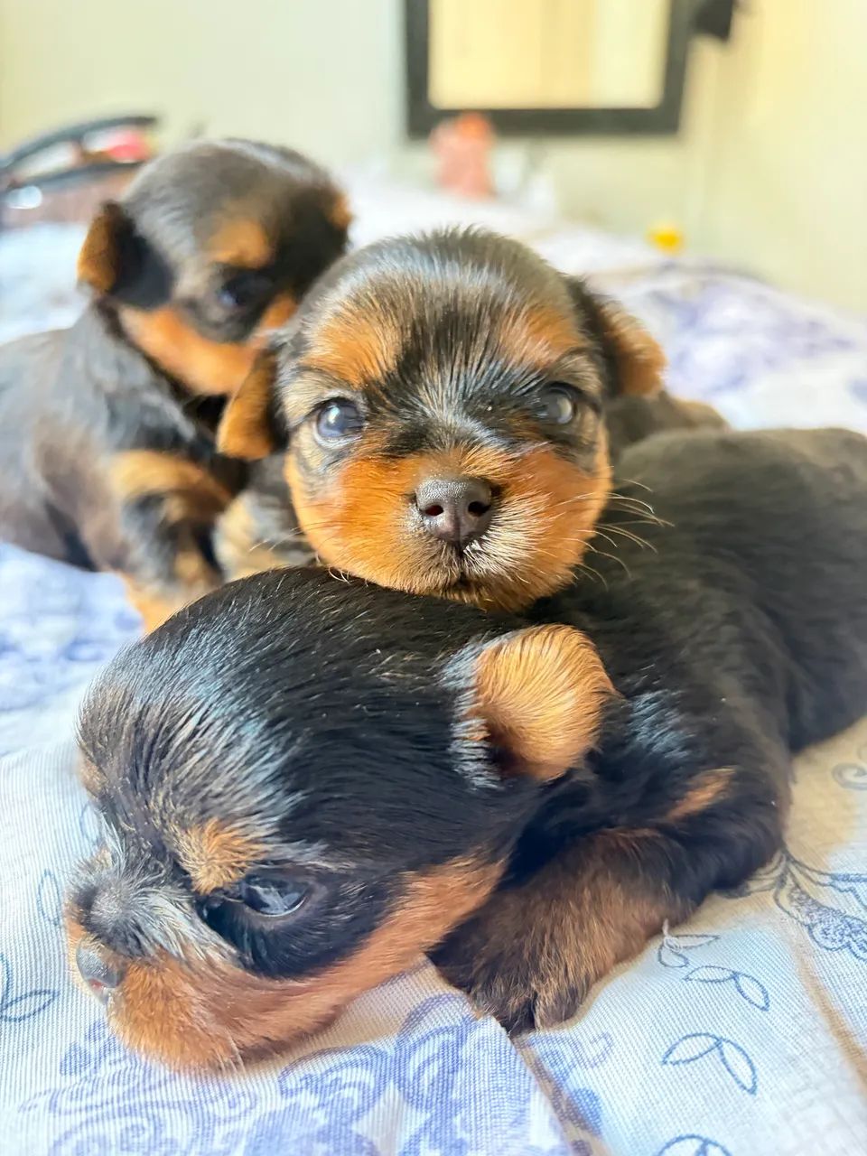 Filhotes de yorkshire terrier