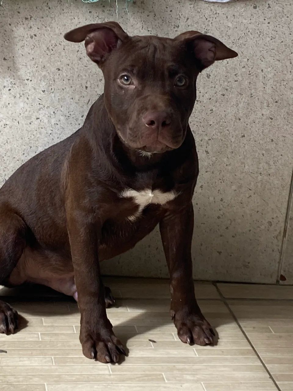PitBull Monster  - Foto 2