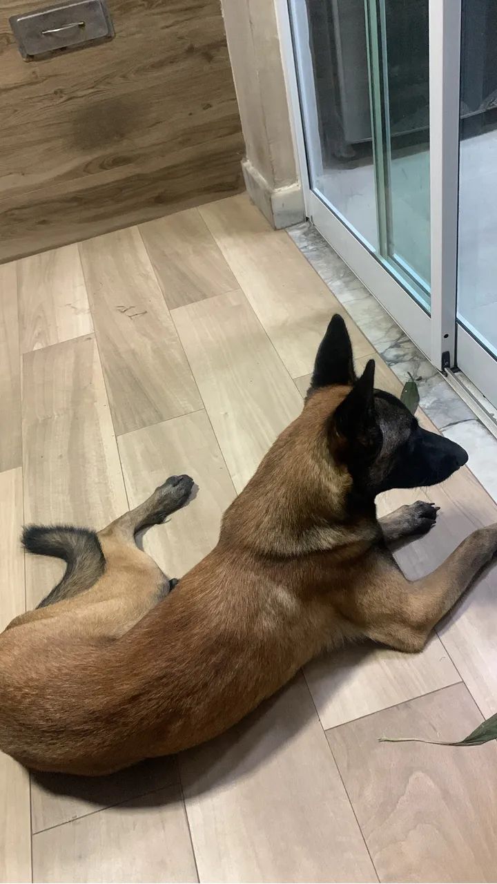 Pastor Belga Malinois