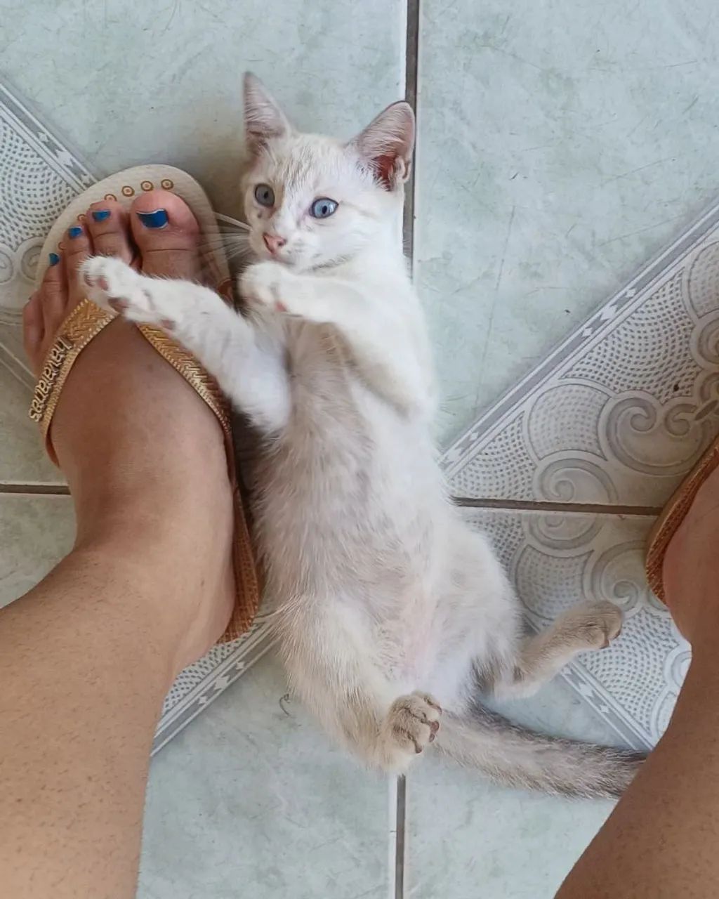 Doa-se gatinha - Foto 2