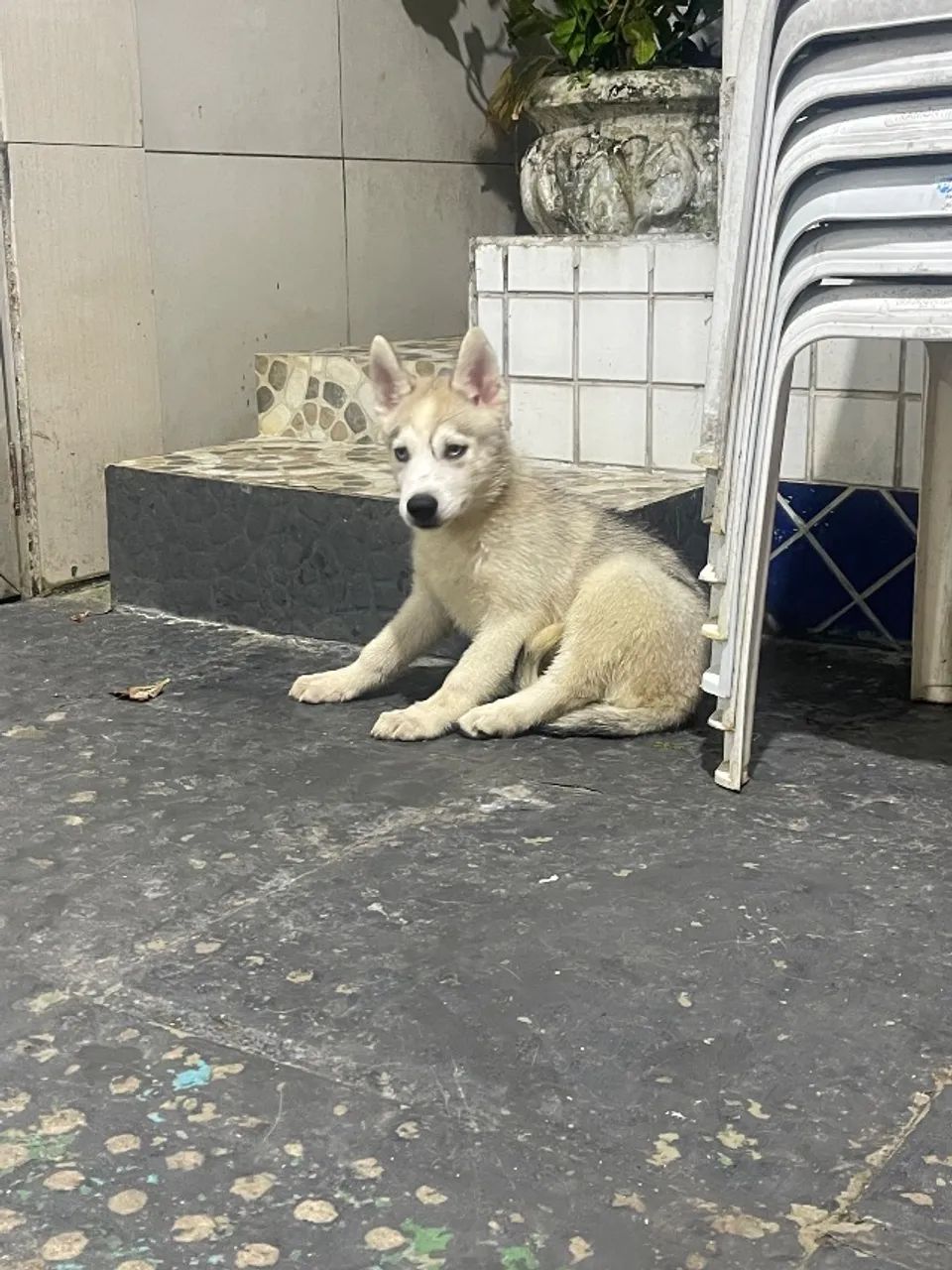 Filhotes de Husky Siberiano  - Foto 3