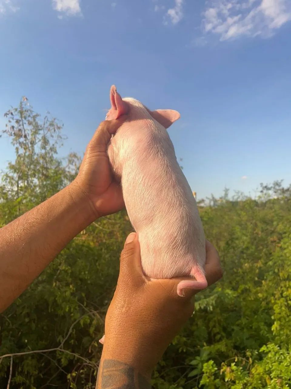 Mini pig  - Foto 3