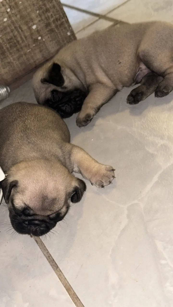 Pug a venda  - Foto 2