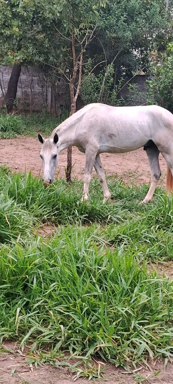 Vendo cavalo castrado marcha picada muito manso de menino andar esta com 3 anos - Foto 2