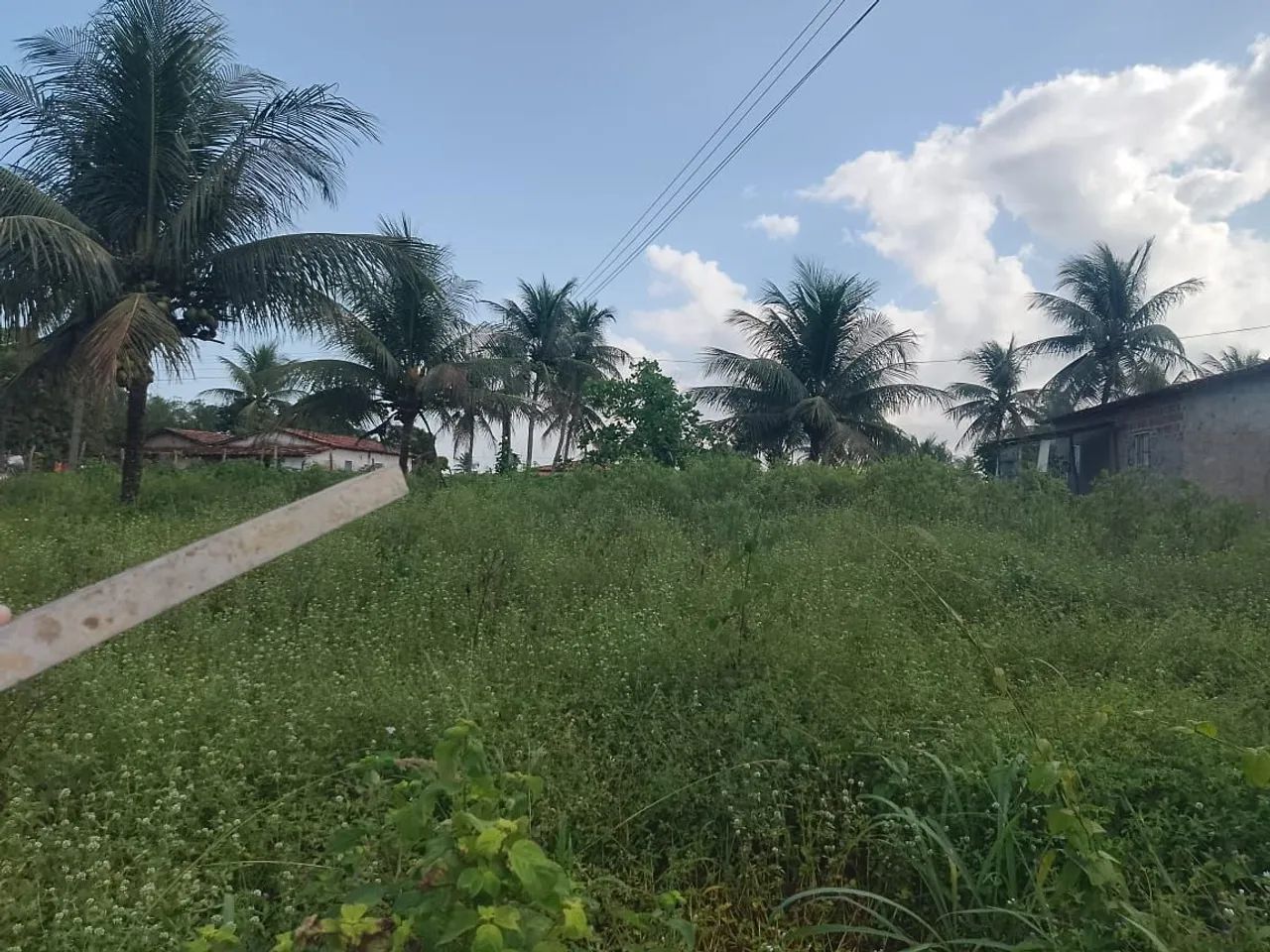 Terreno com árvores de frutas é casa grande. - Foto 5