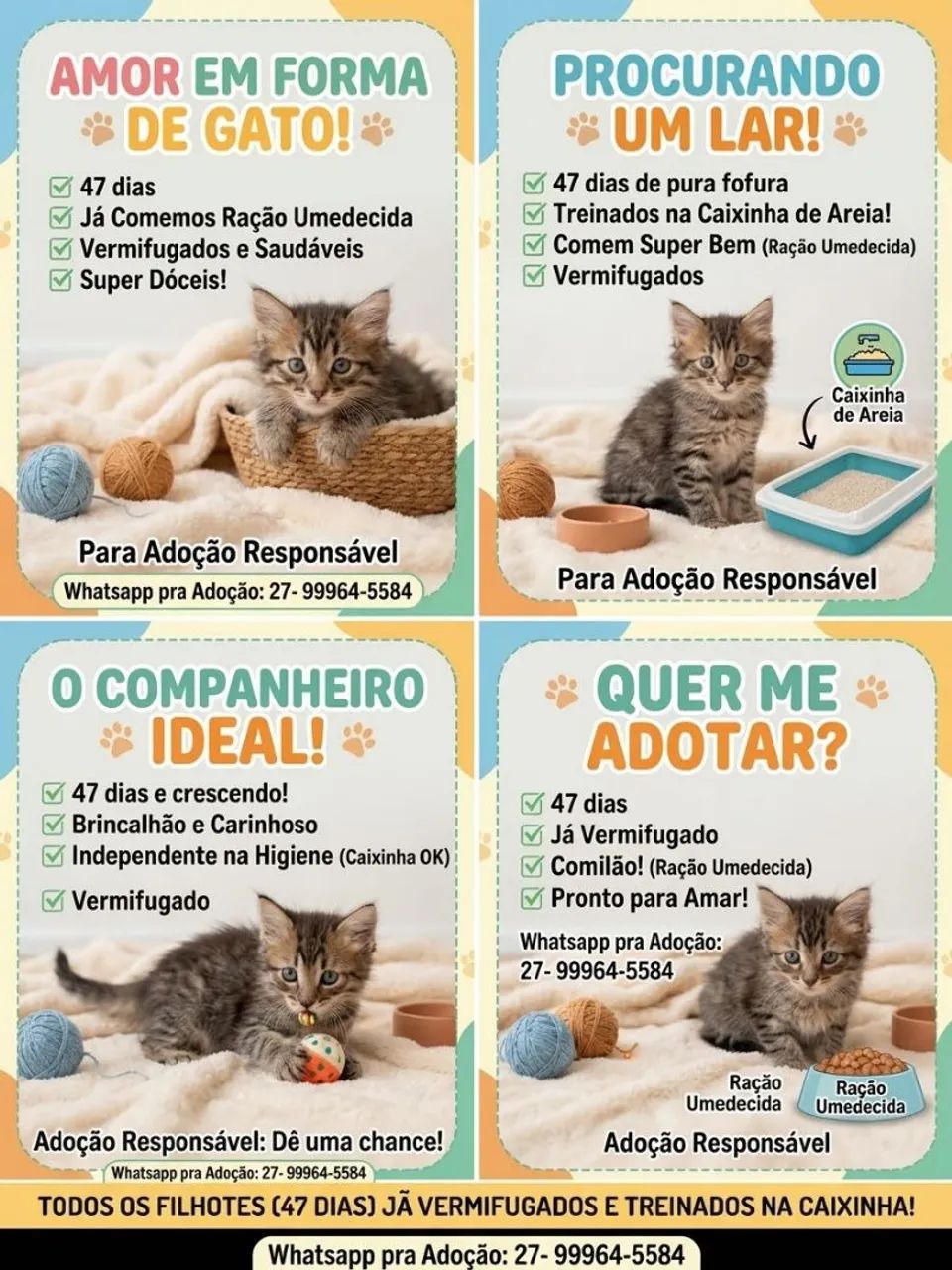 Filhotes Gatos  - Foto 2