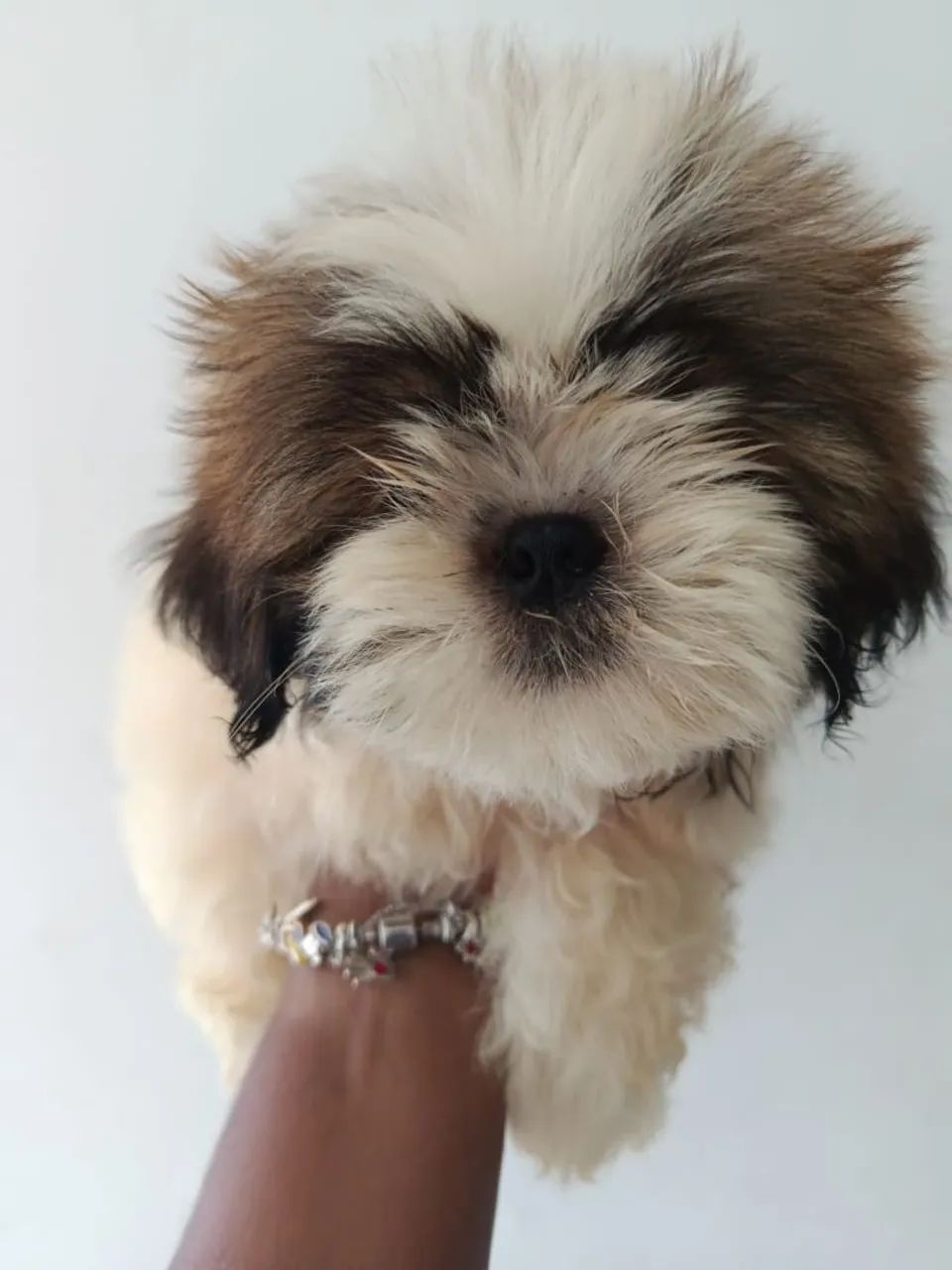 Cachorro SHI TZU - Foto 5