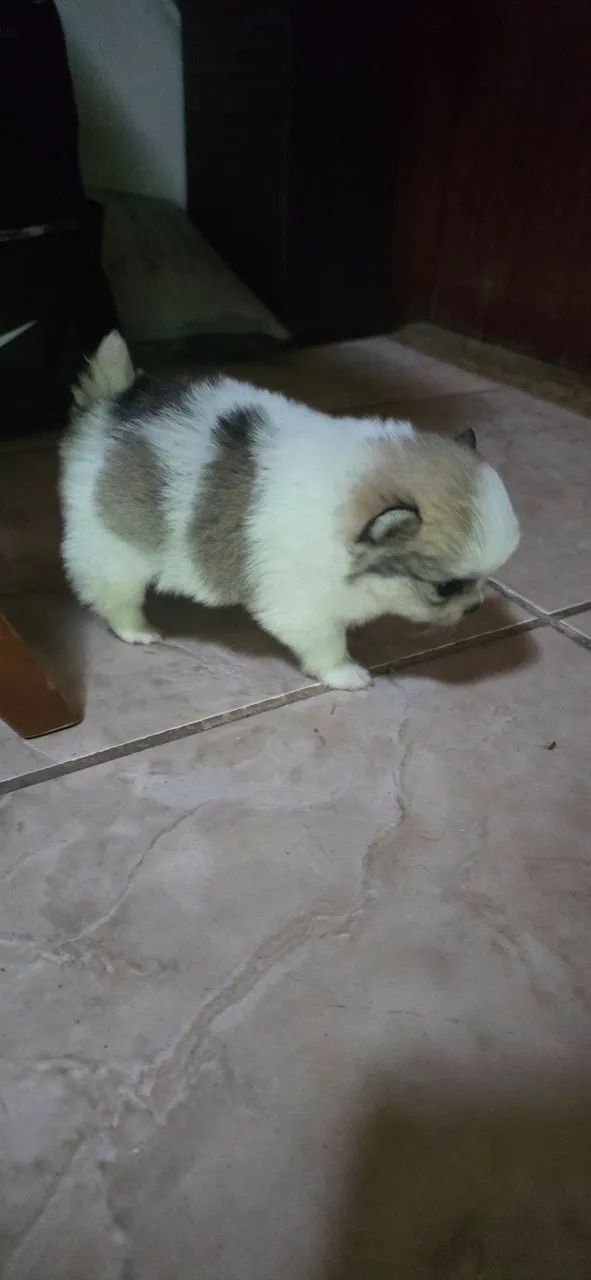Spitz alemão - Foto 5