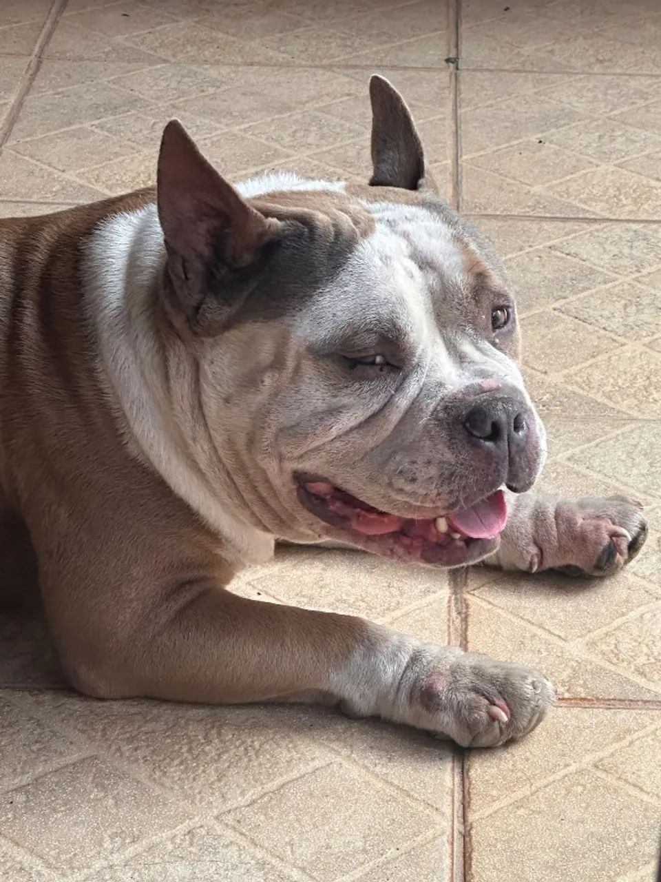 American Bully - Foto 4