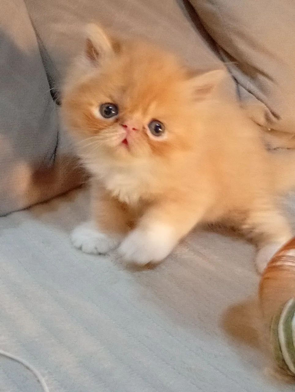 Filhotes de gato persa macho  - Foto 3