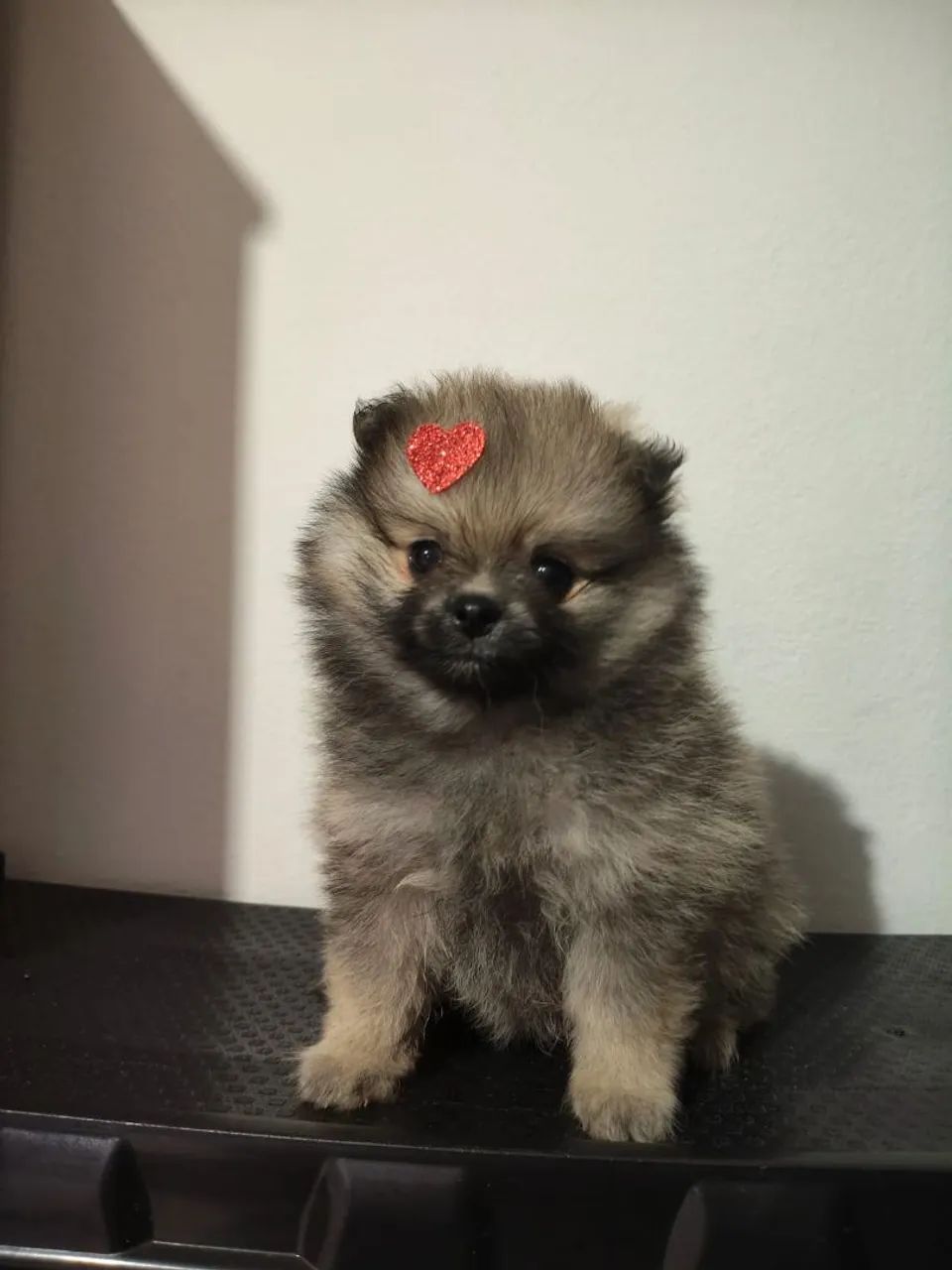 Vendo lulu da pomerania micro ? - Foto 2