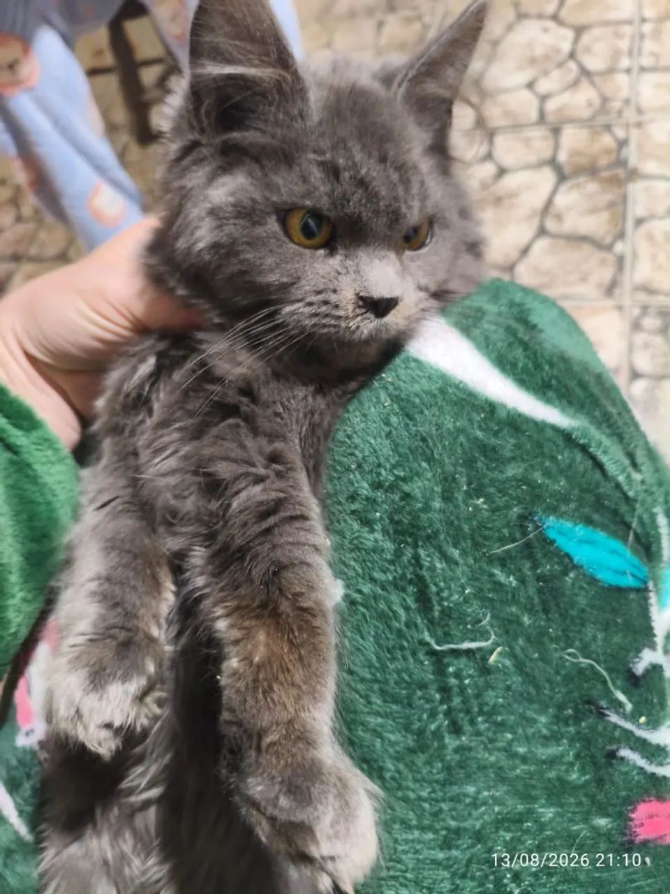Bela maiane coon - Foto 2