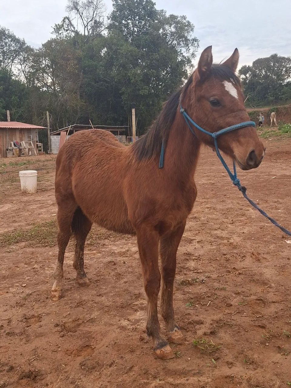 Potra quarto de milha bem linda - Foto 2