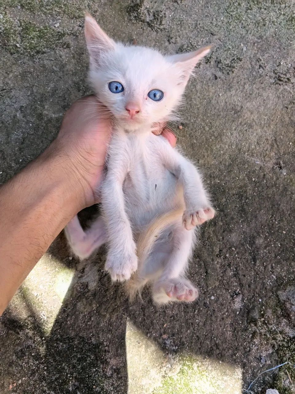 Doação de gatinhos! - Foto 2