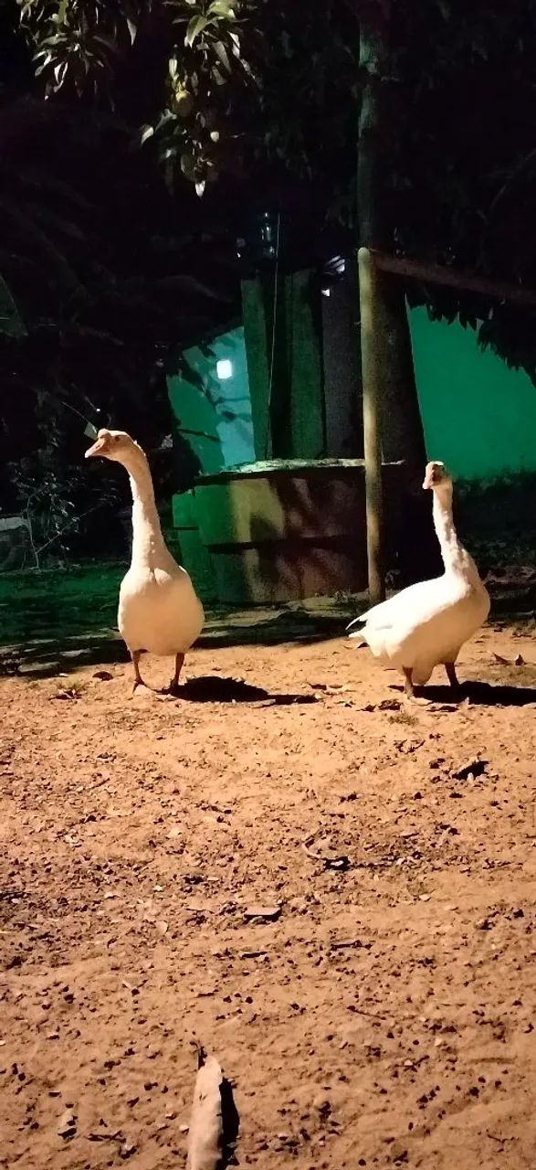 Vendo Casal de ganso 
