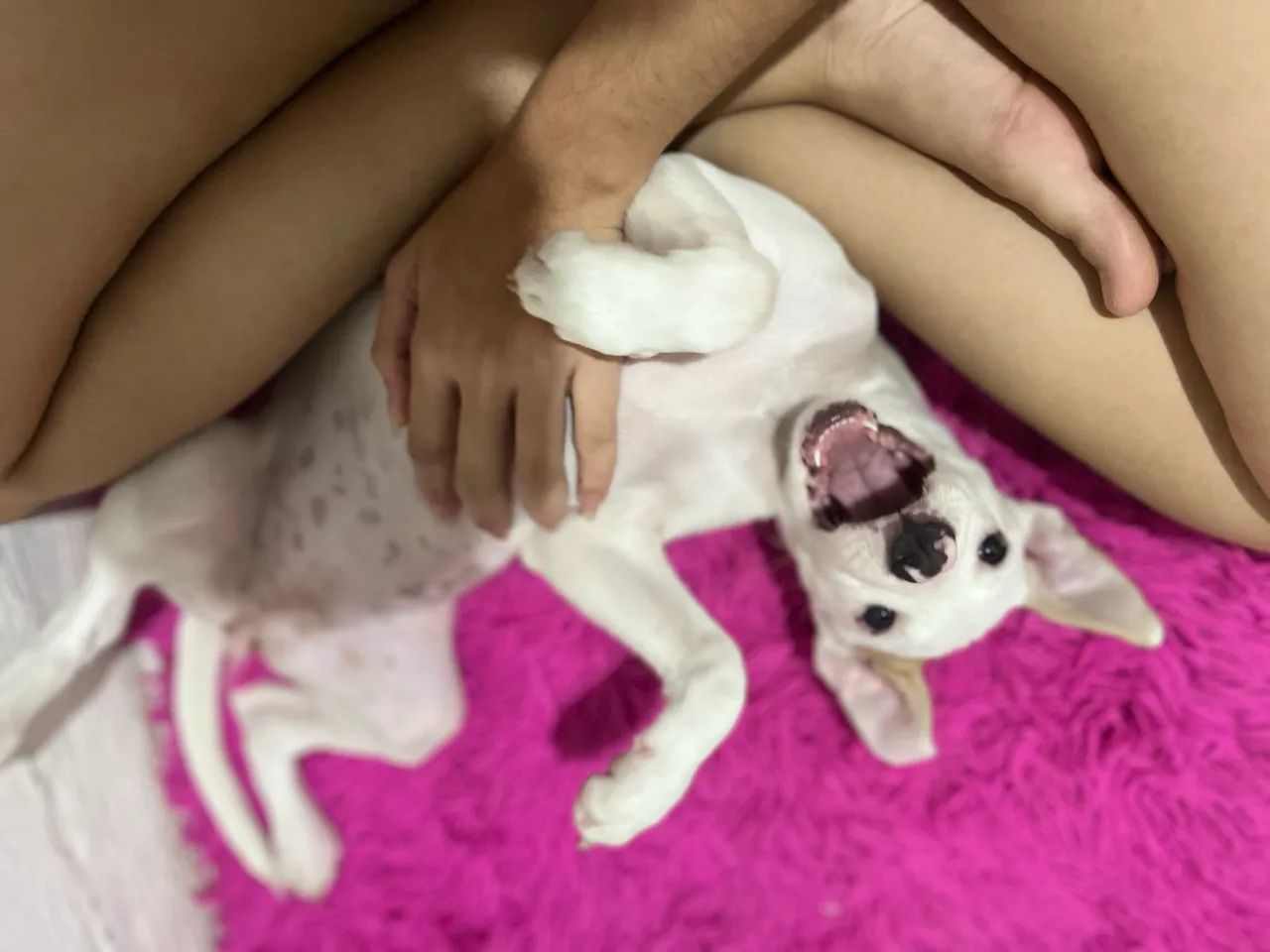 Cachorra para doação  - Foto 3
