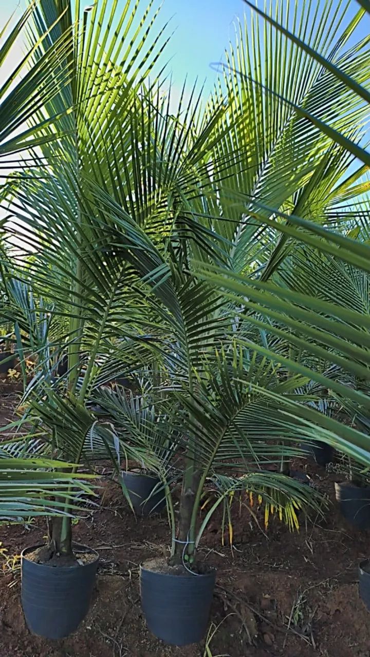Coco no pote