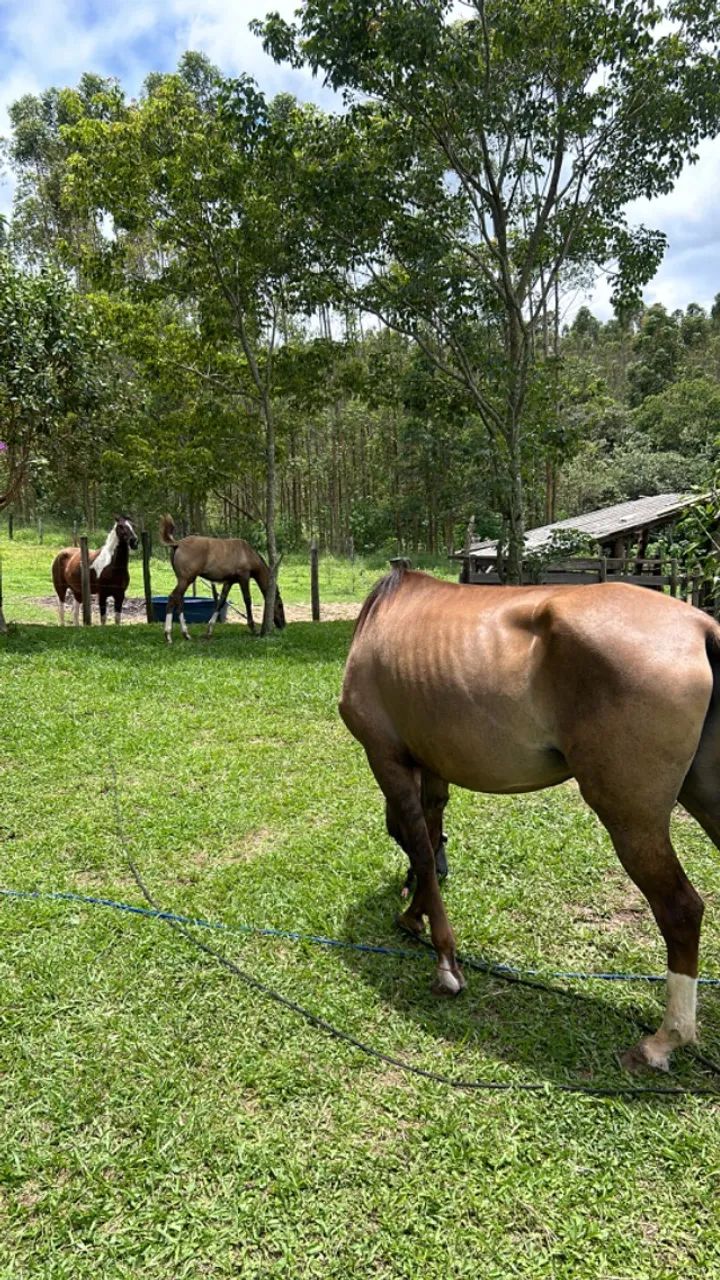Égua Mangalarga e campolina  - Foto 3