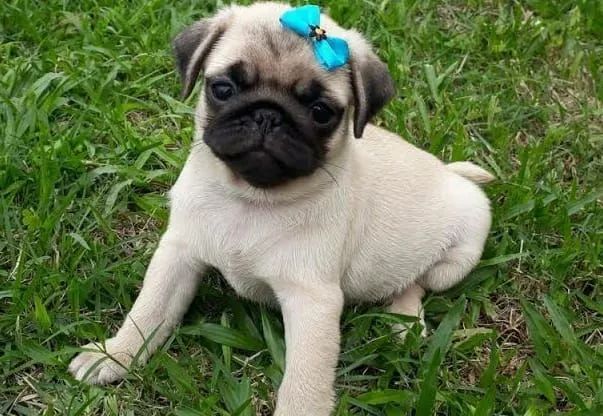 Presente para o dia das mães bebês de pug ac cartão parcelo e entrego 