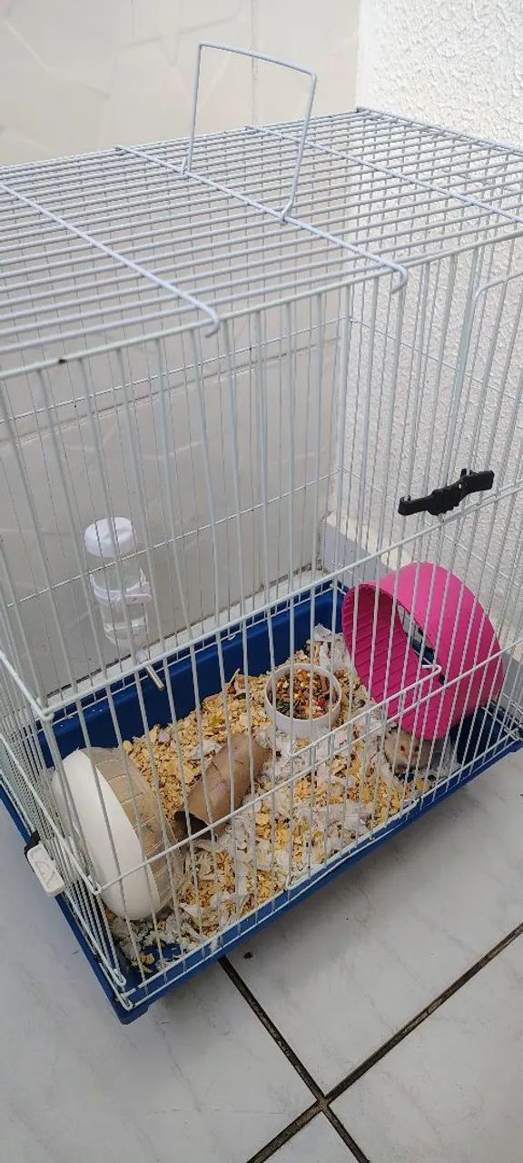 Hamster russo anão  - Foto 4