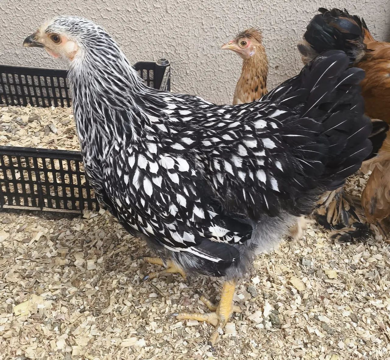 Frangas wydotte  - Foto 3