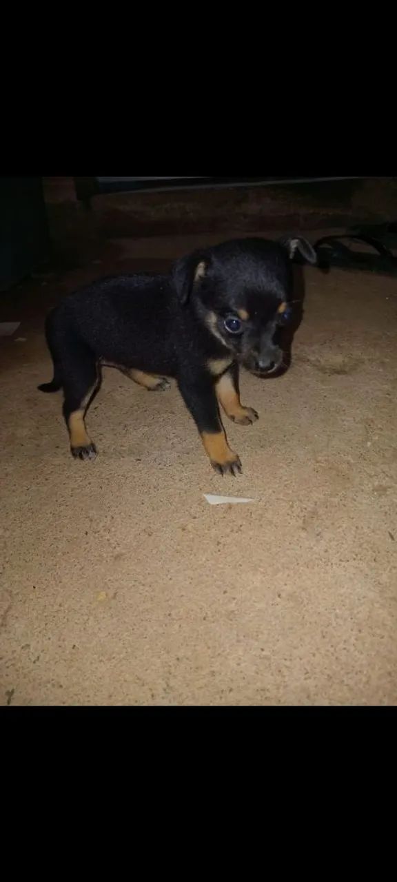 Vende se cachorro 