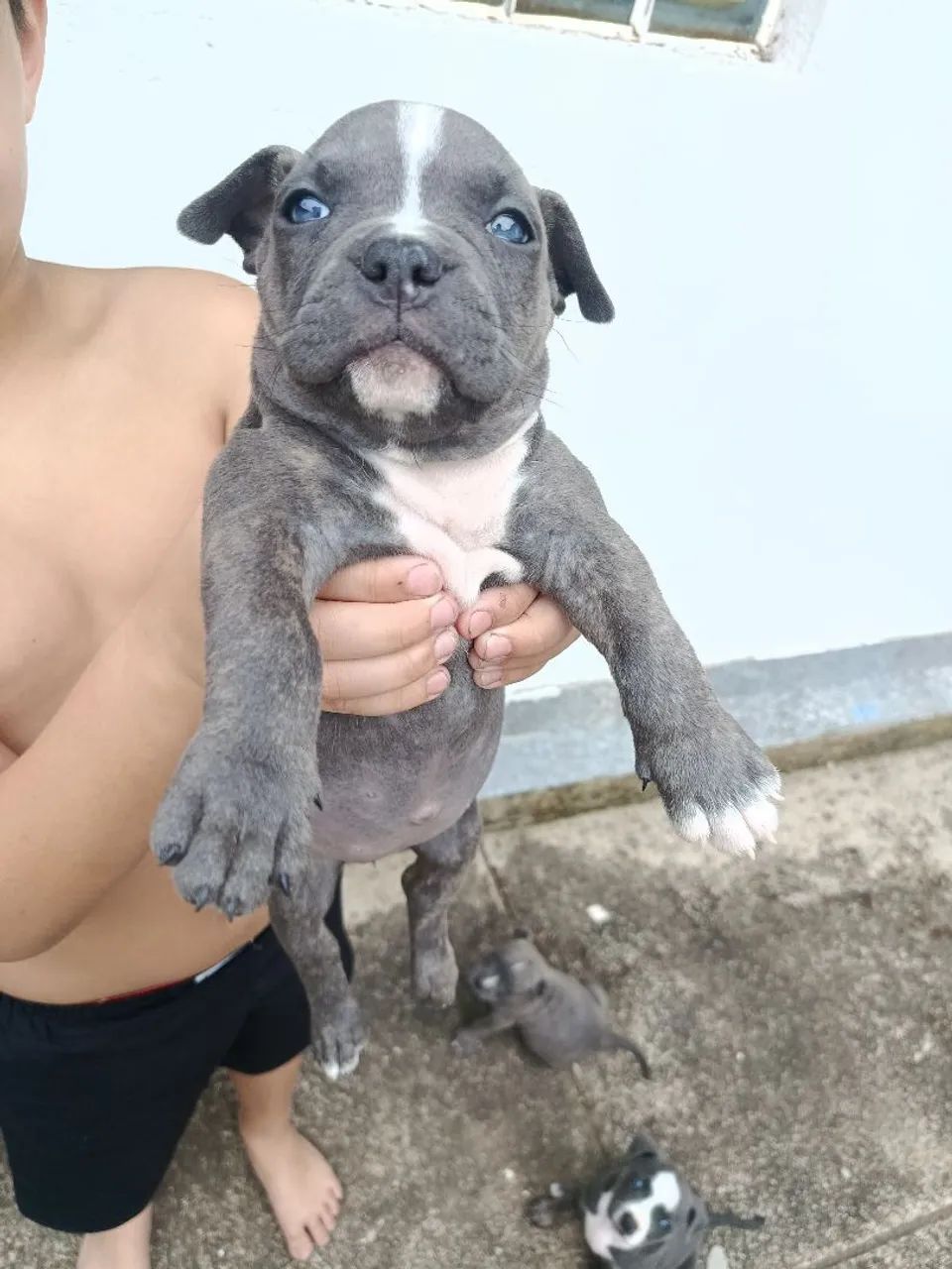 Fêmea de American bully  - Foto 2