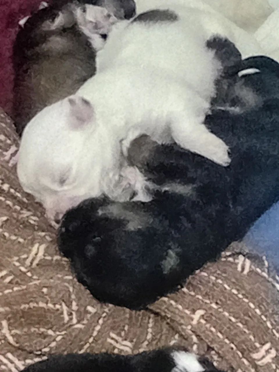 Shitzu  - Foto 3