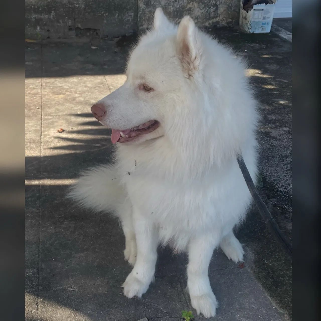 Husky Siberiano macho para reprodução 