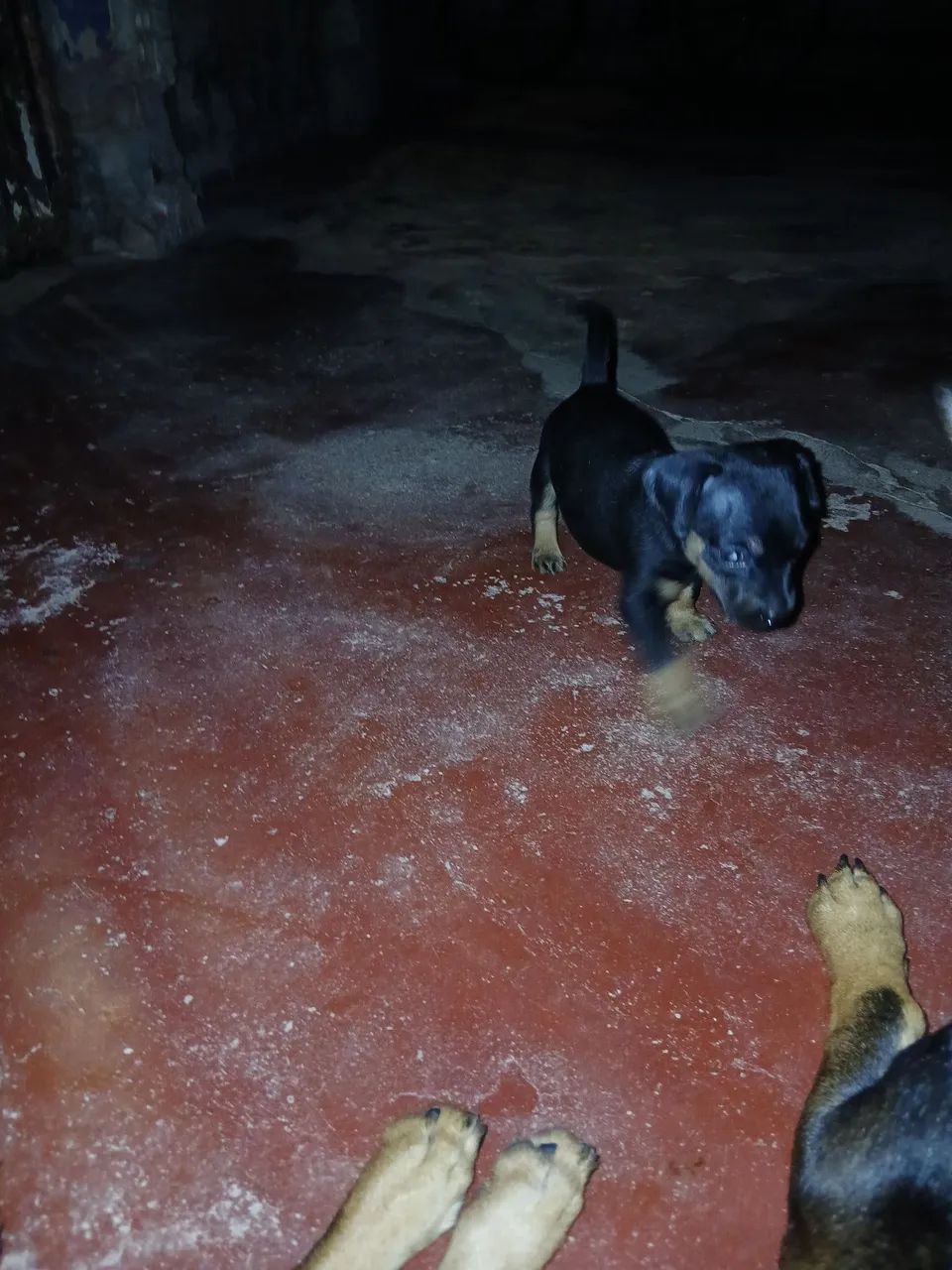 Animais 