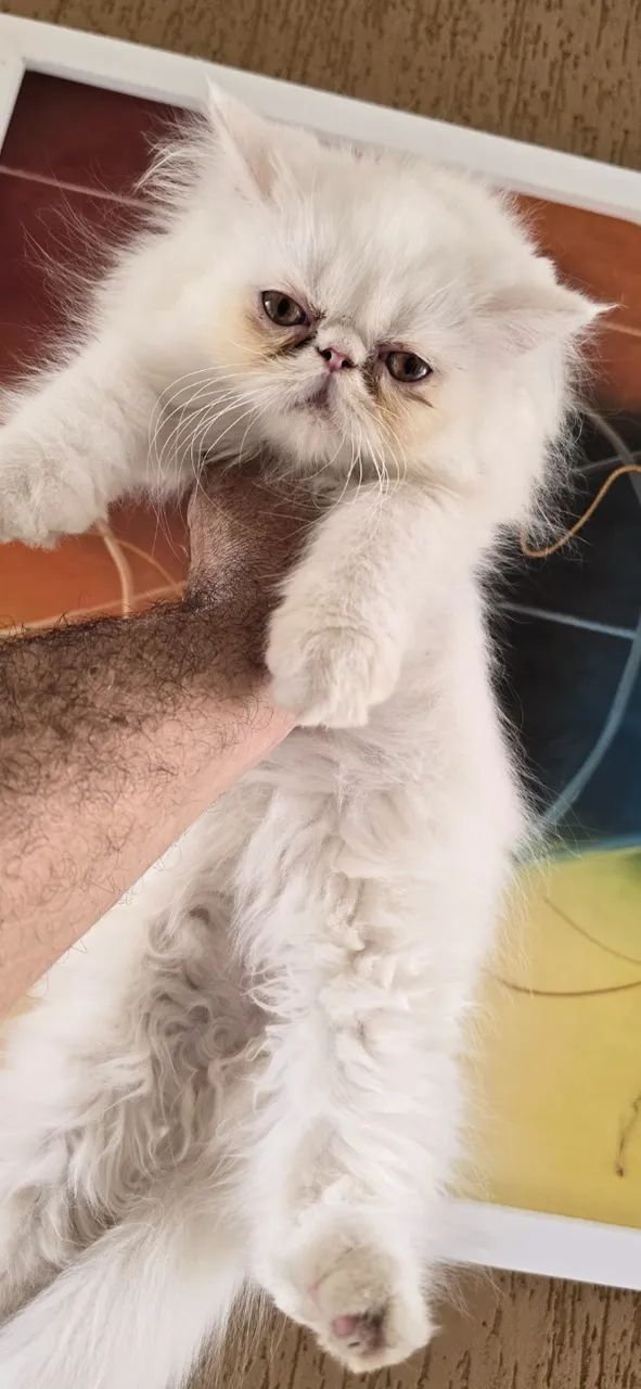 Filhote de PERSA padrão show - Foto 4