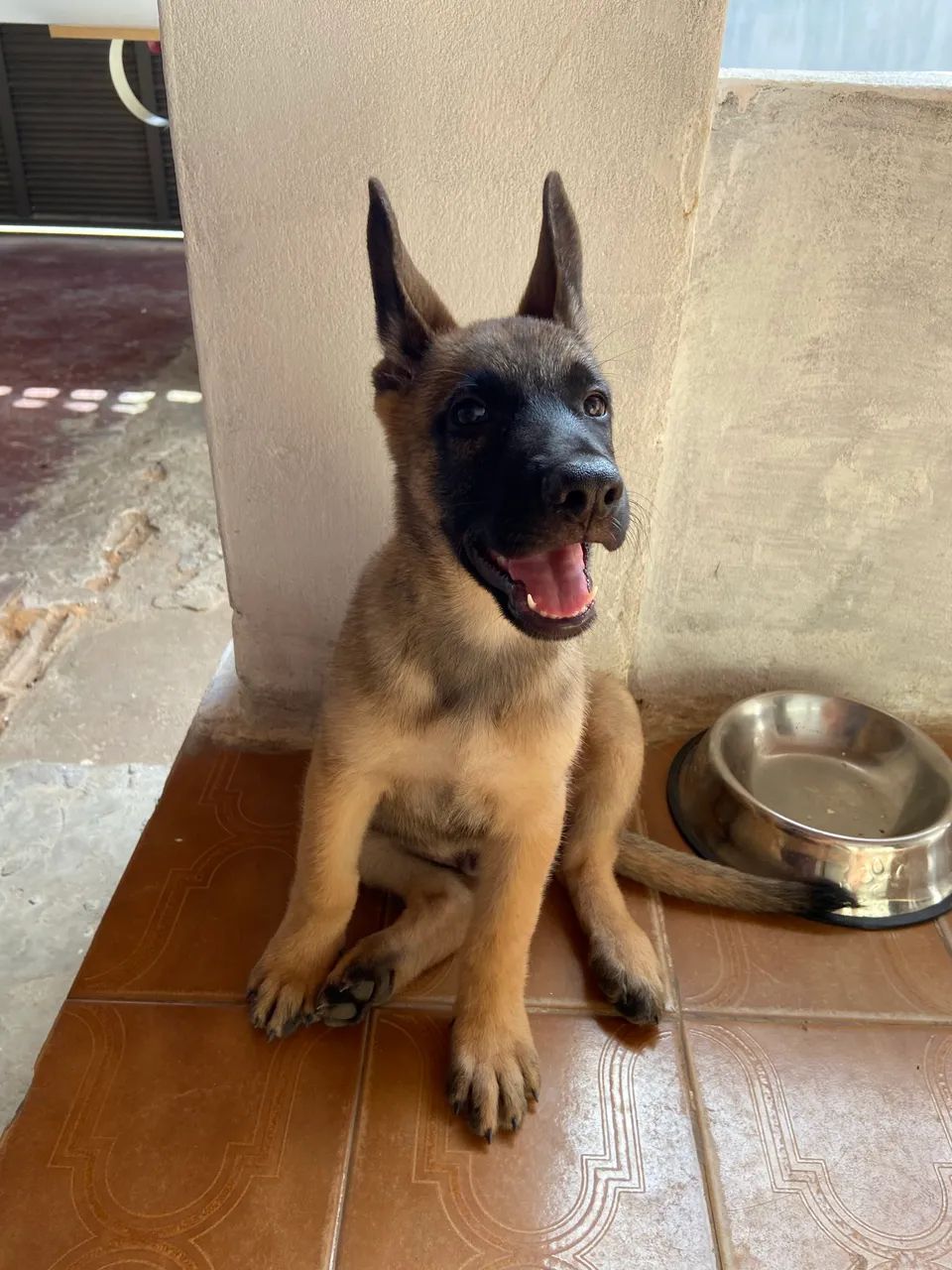 FILHOTES DE MALINOIS  - Foto 4