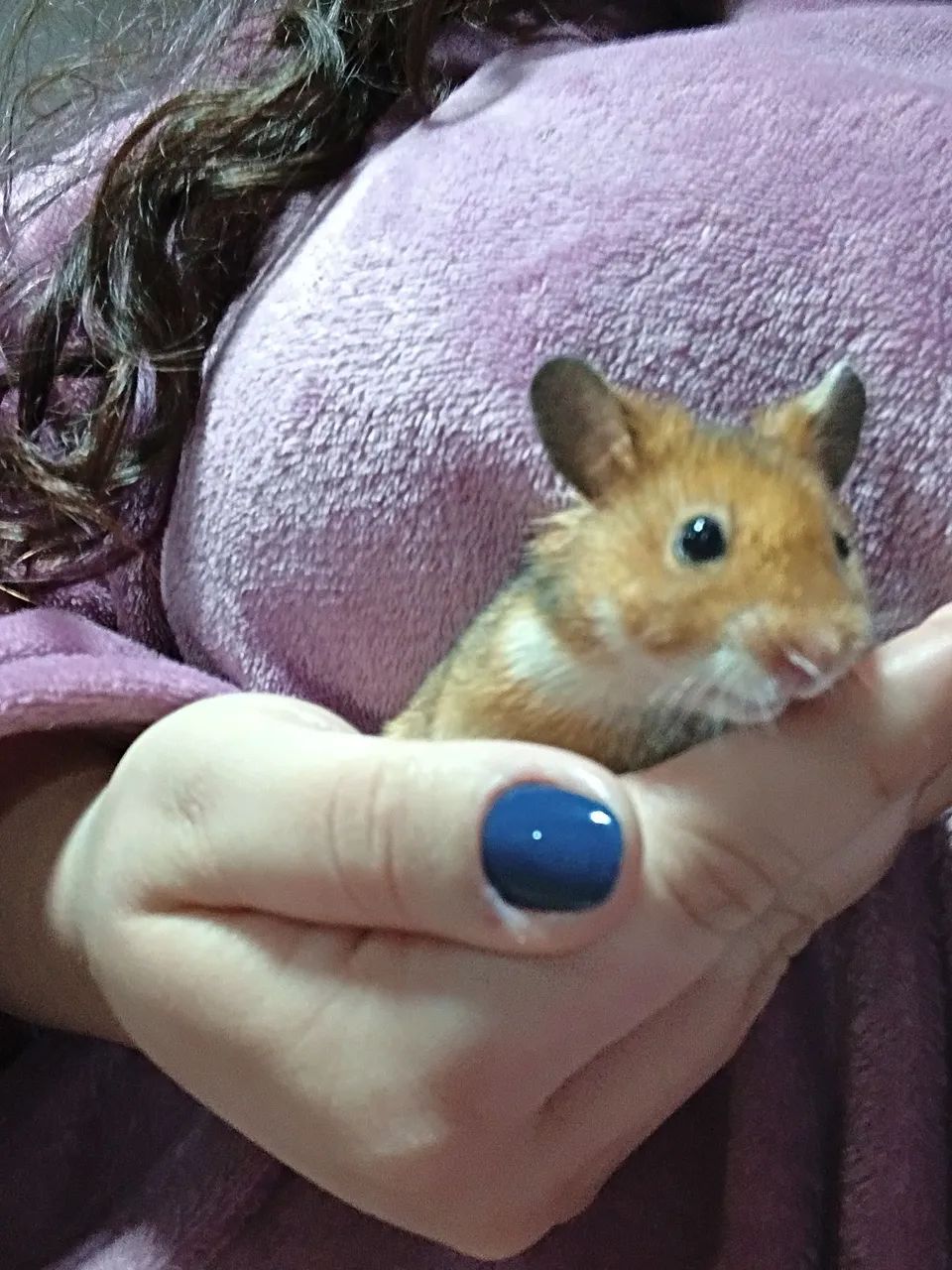 Hamster  - Foto 2