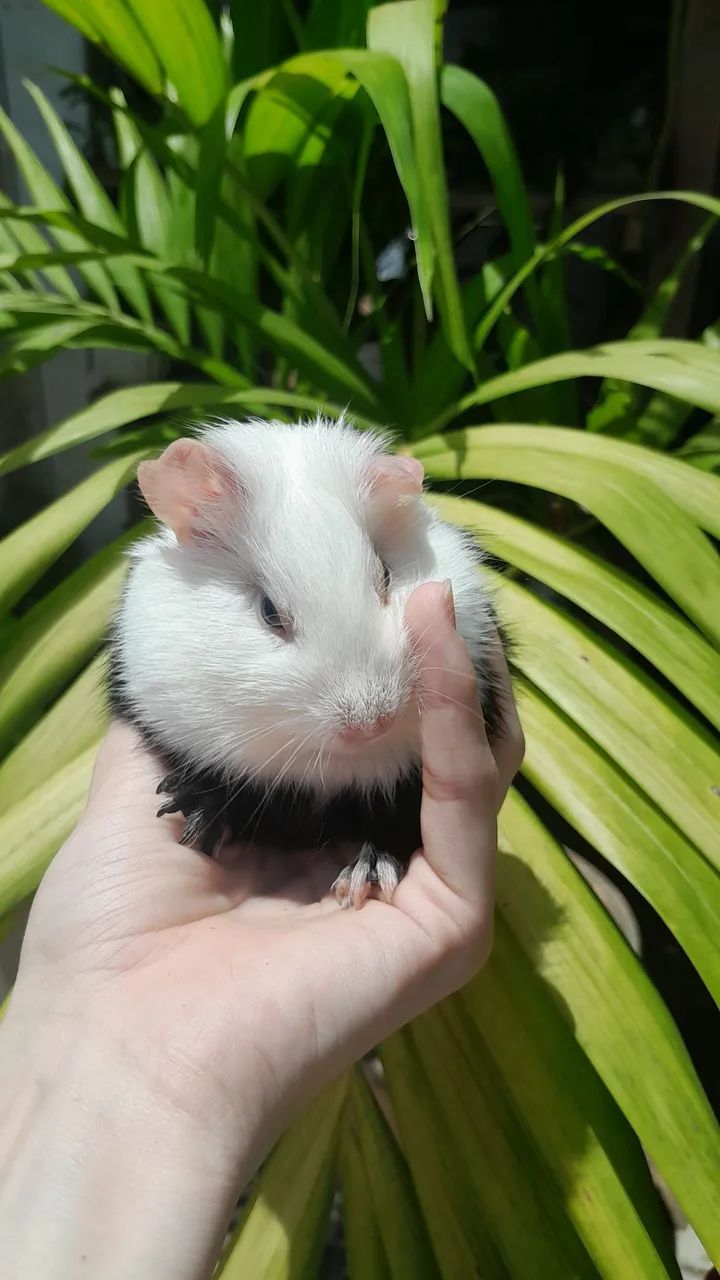 Vende-se porquinho da índia  - Foto 5