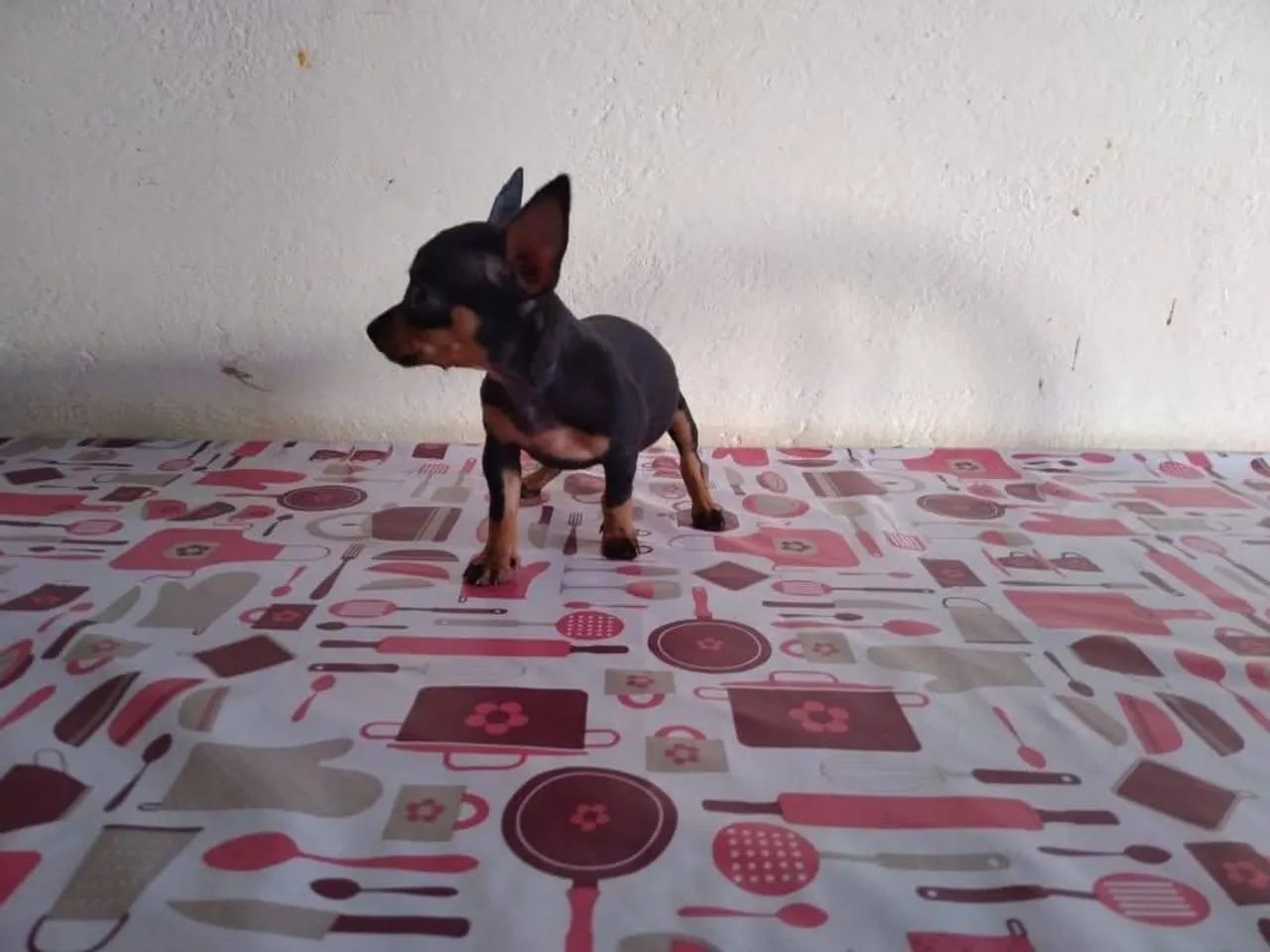 Pinscher miniatura puro - Foto 2