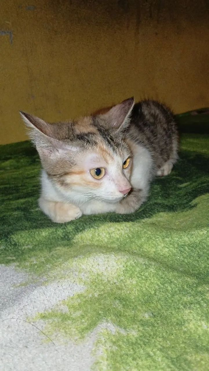 Filhotes de gato - Foto 4