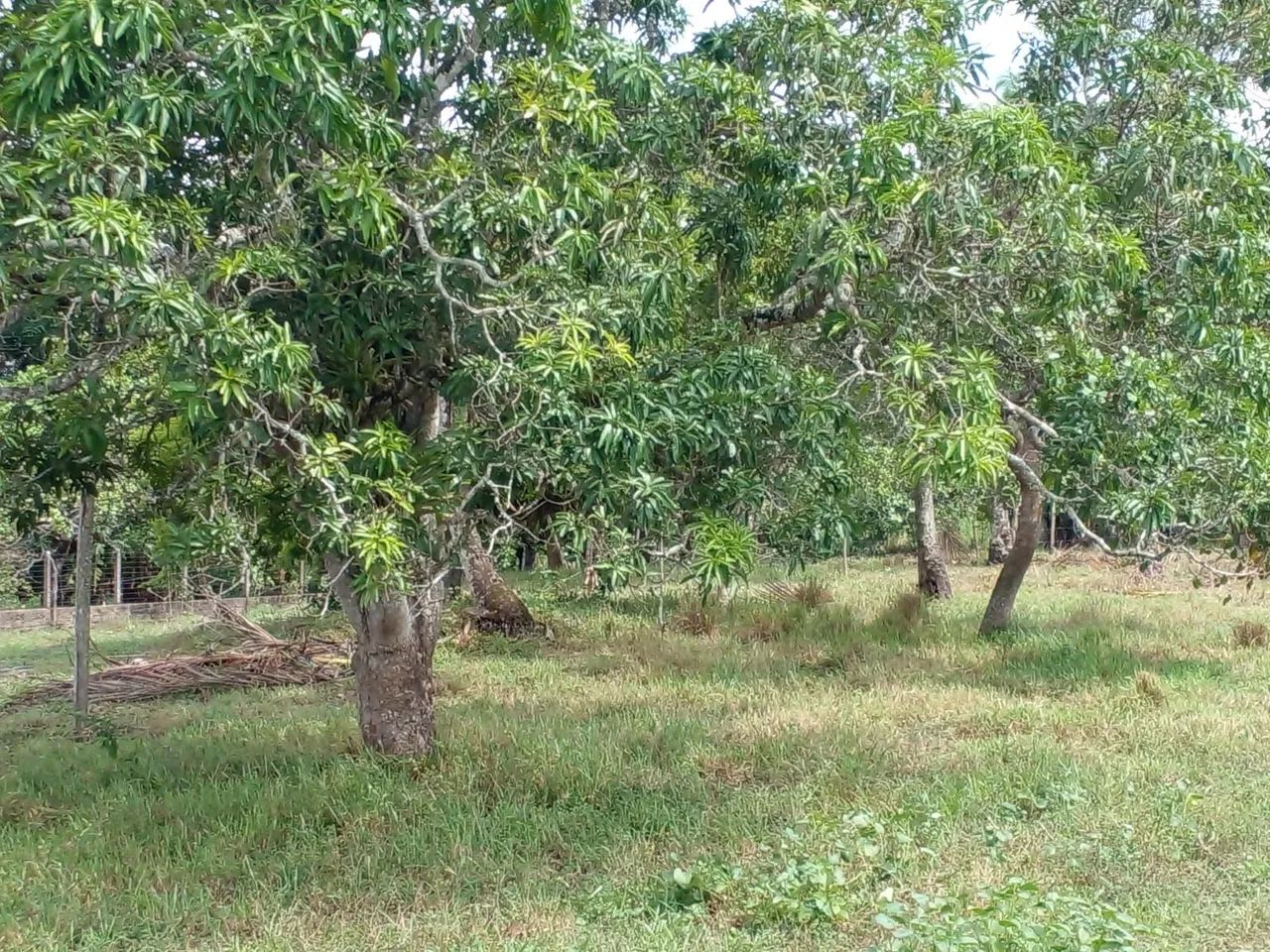 Chácara  - Foto 5