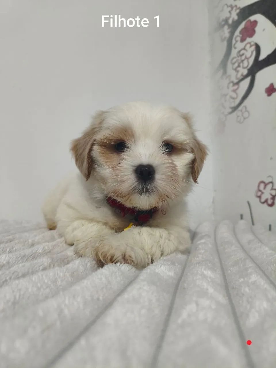 Lhasa apso Macho - Foto 2