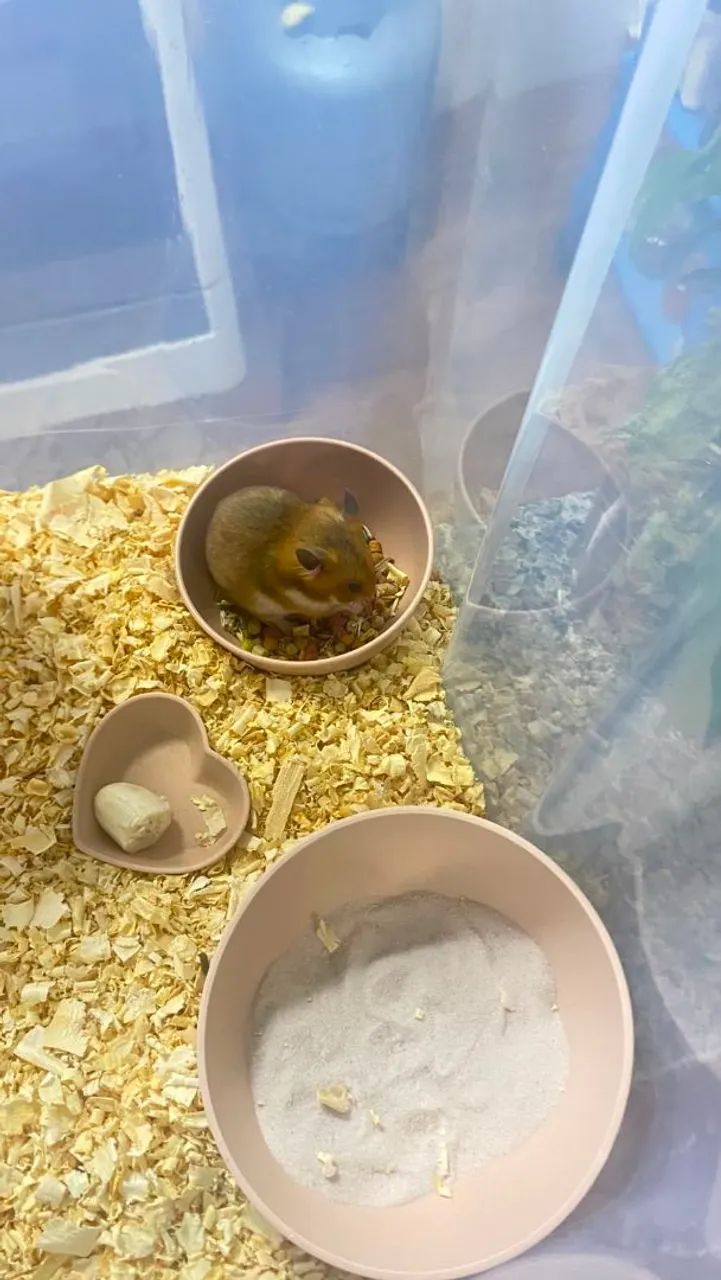 Hamster  - Foto 3